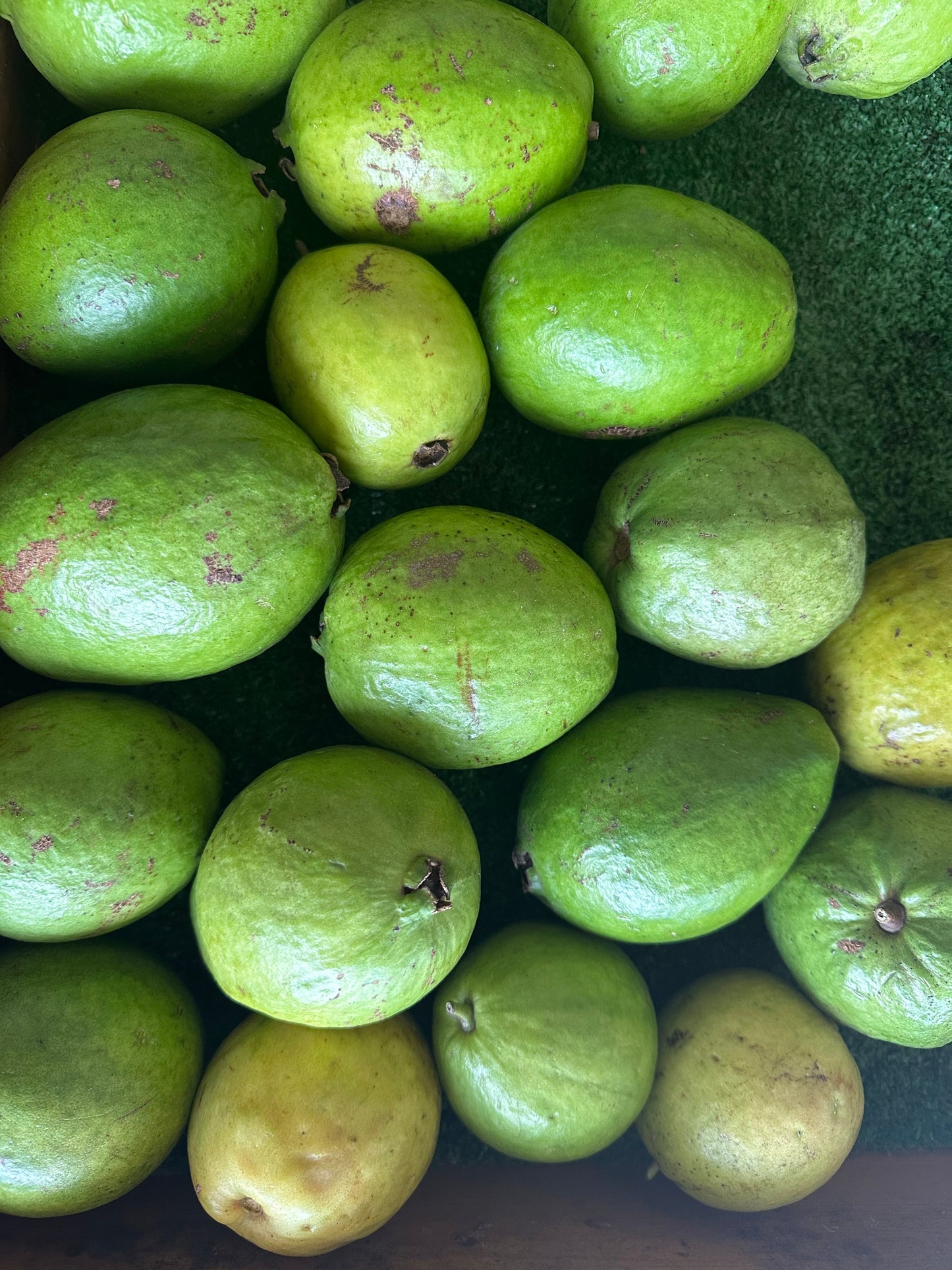 3 pounds of delicious white guavas