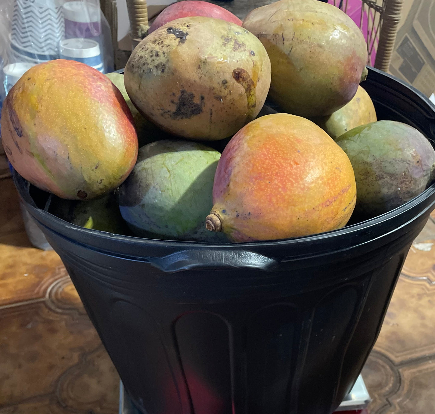 Super Julie Mango box (Grafted Mango)