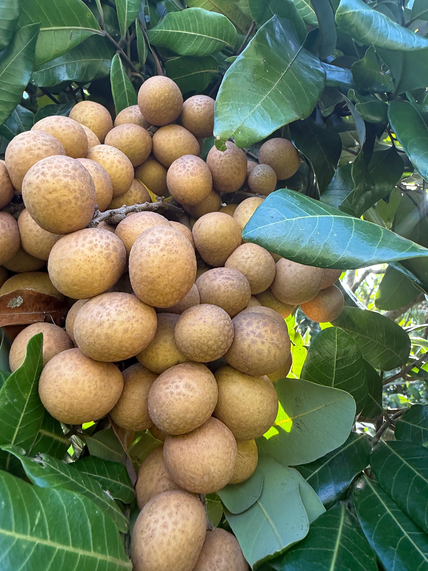 Fresh Longan Fruit – Dragon Eye / Nhãn / Long Yan