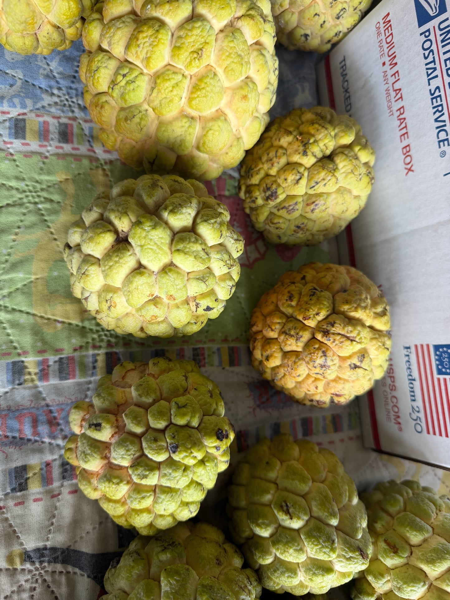 Fresh Sugar Apple (Sweetsop) | Custard Apple | Atis | Sitaphal | Na