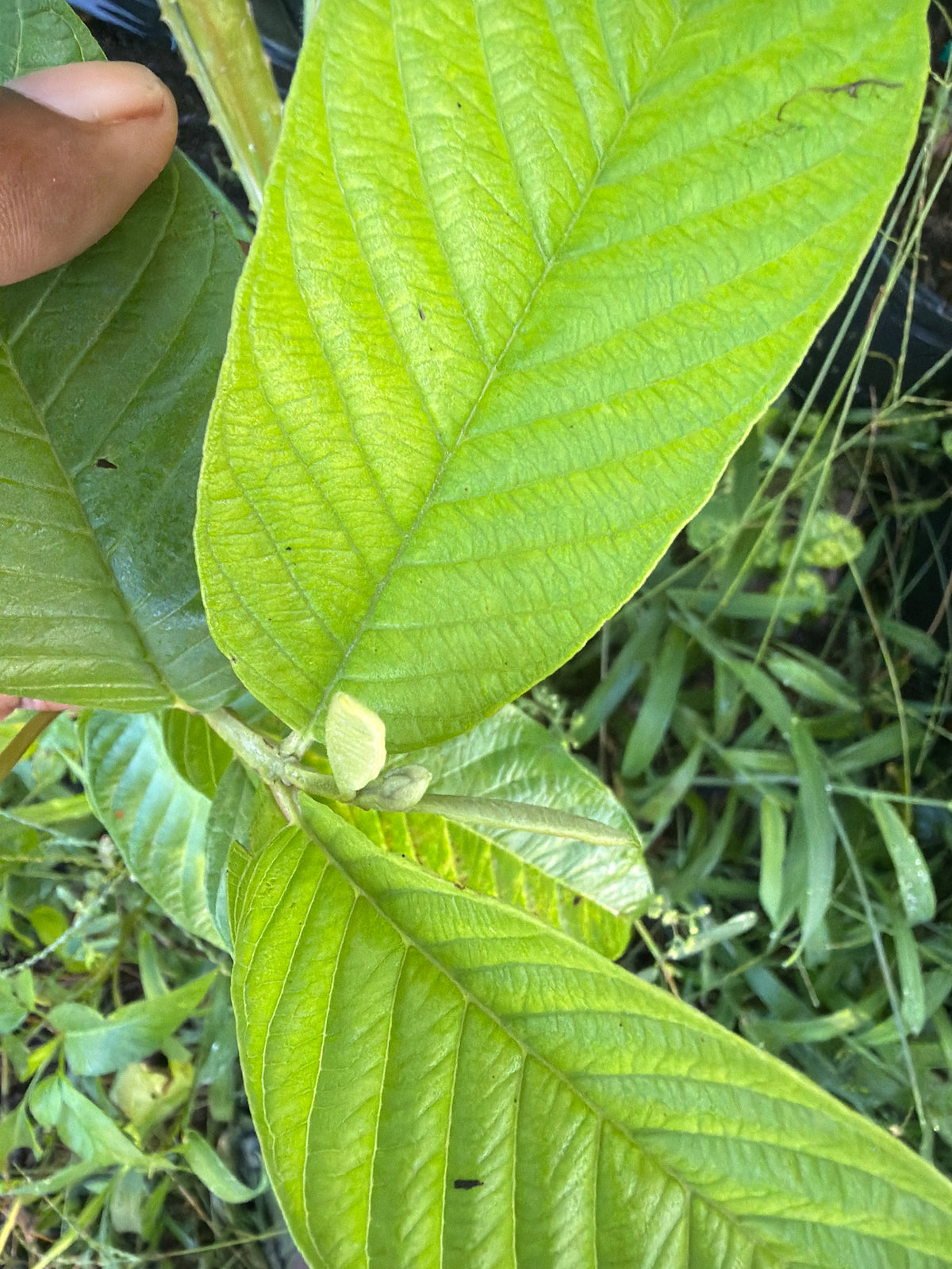 Guava leaves