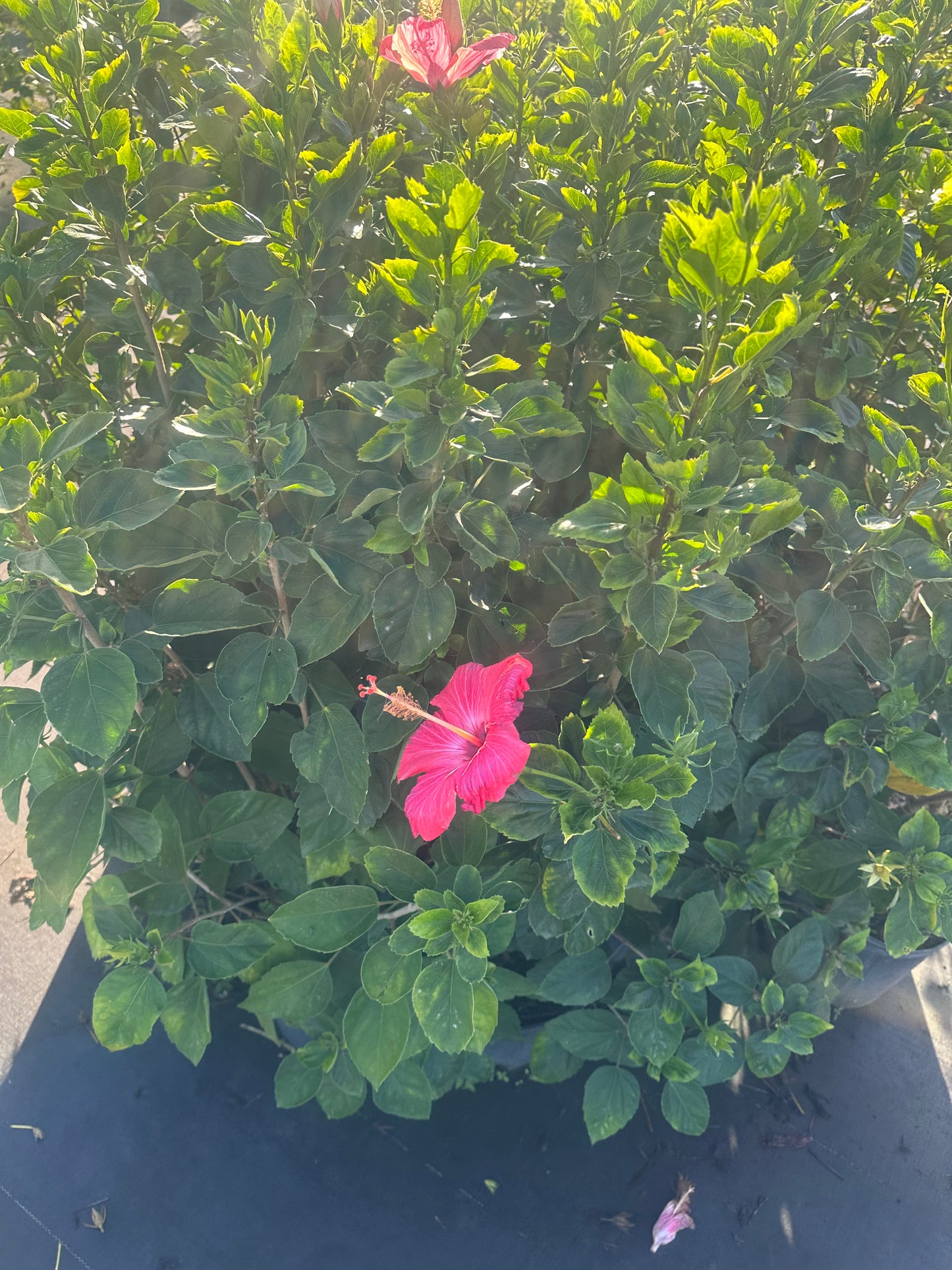 Pretty pink