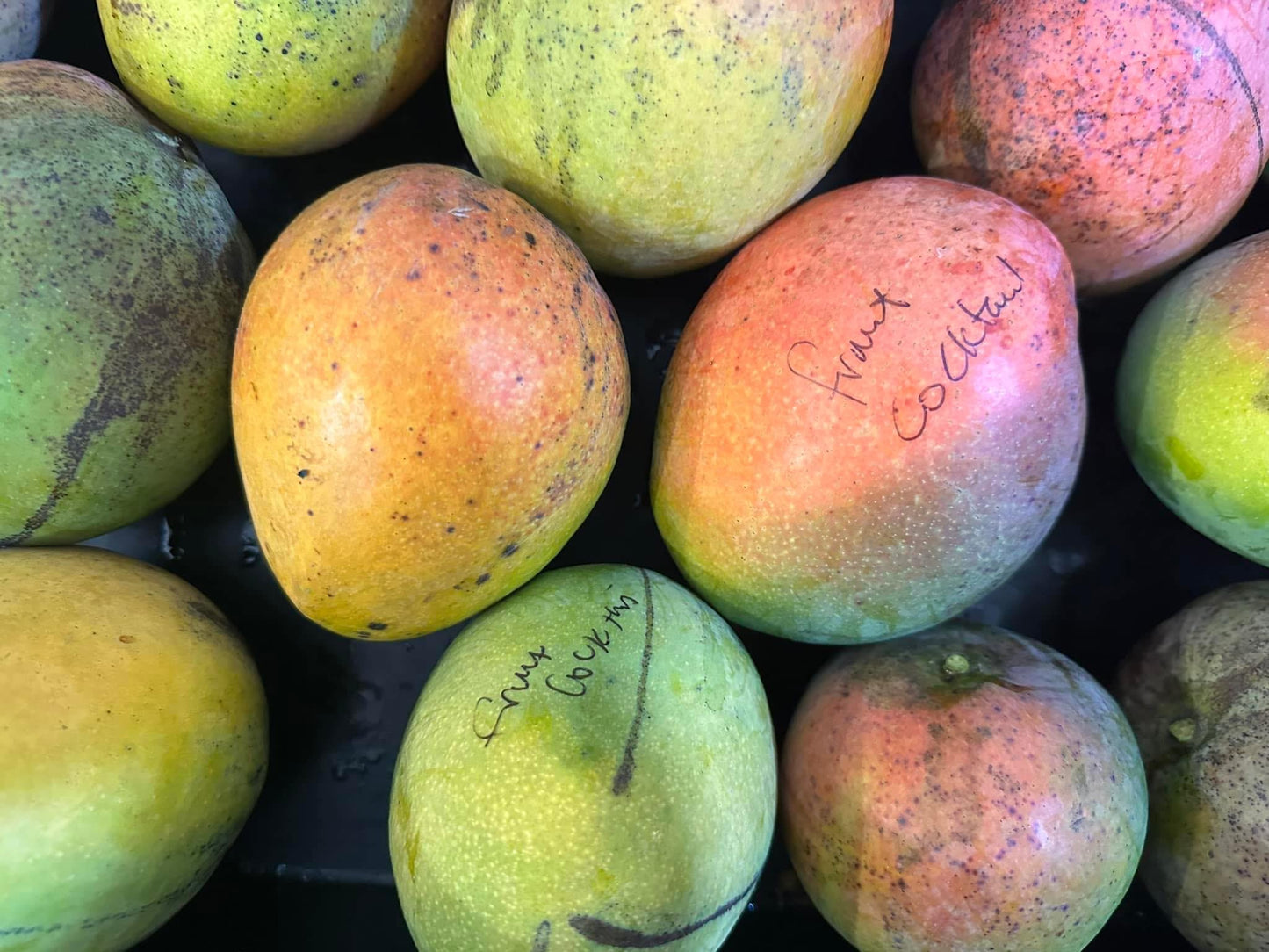 fruit cocktail Mango box