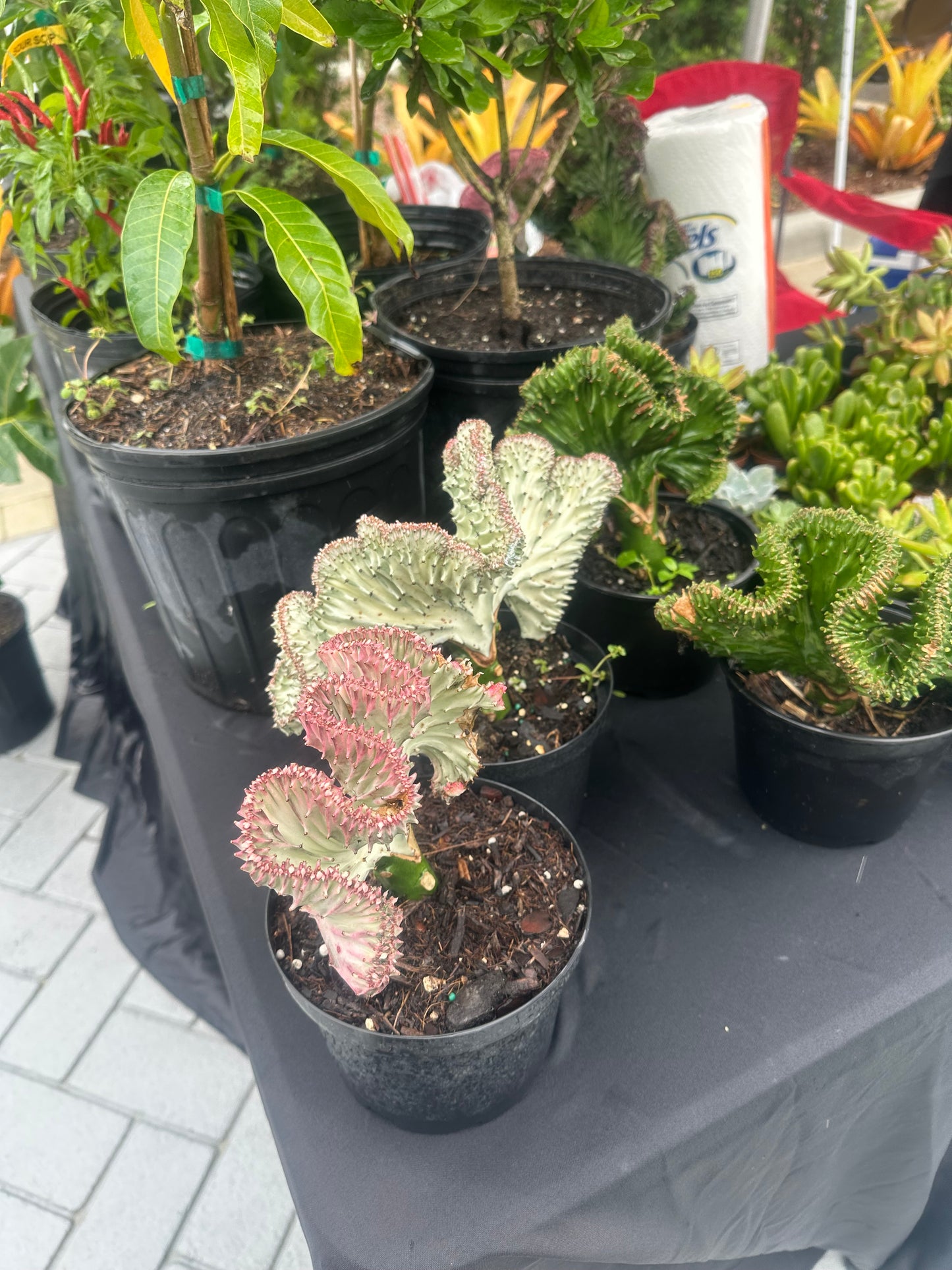 Coral cactus variegated