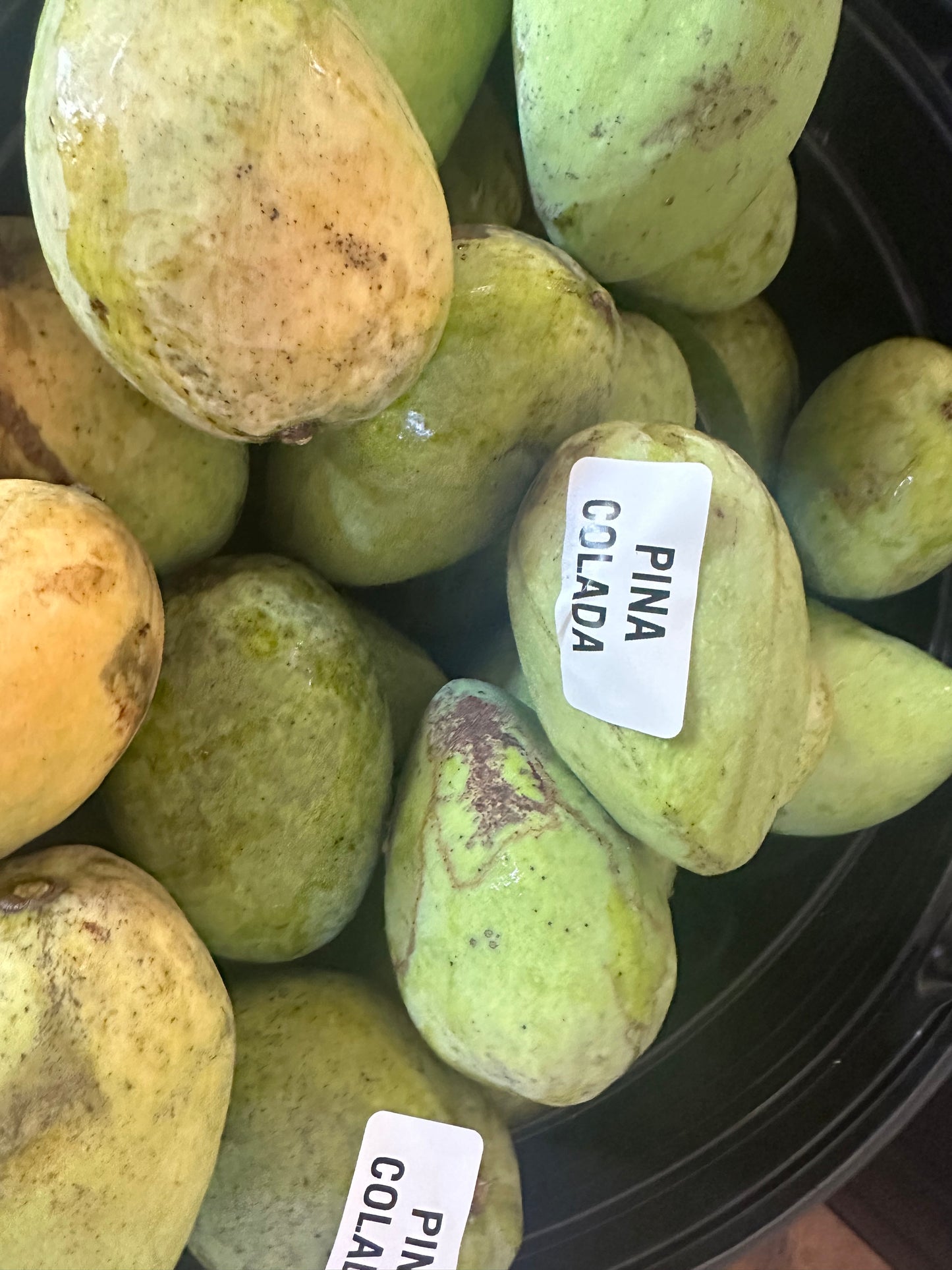 Pina Colada Mango box (pre order 2026)