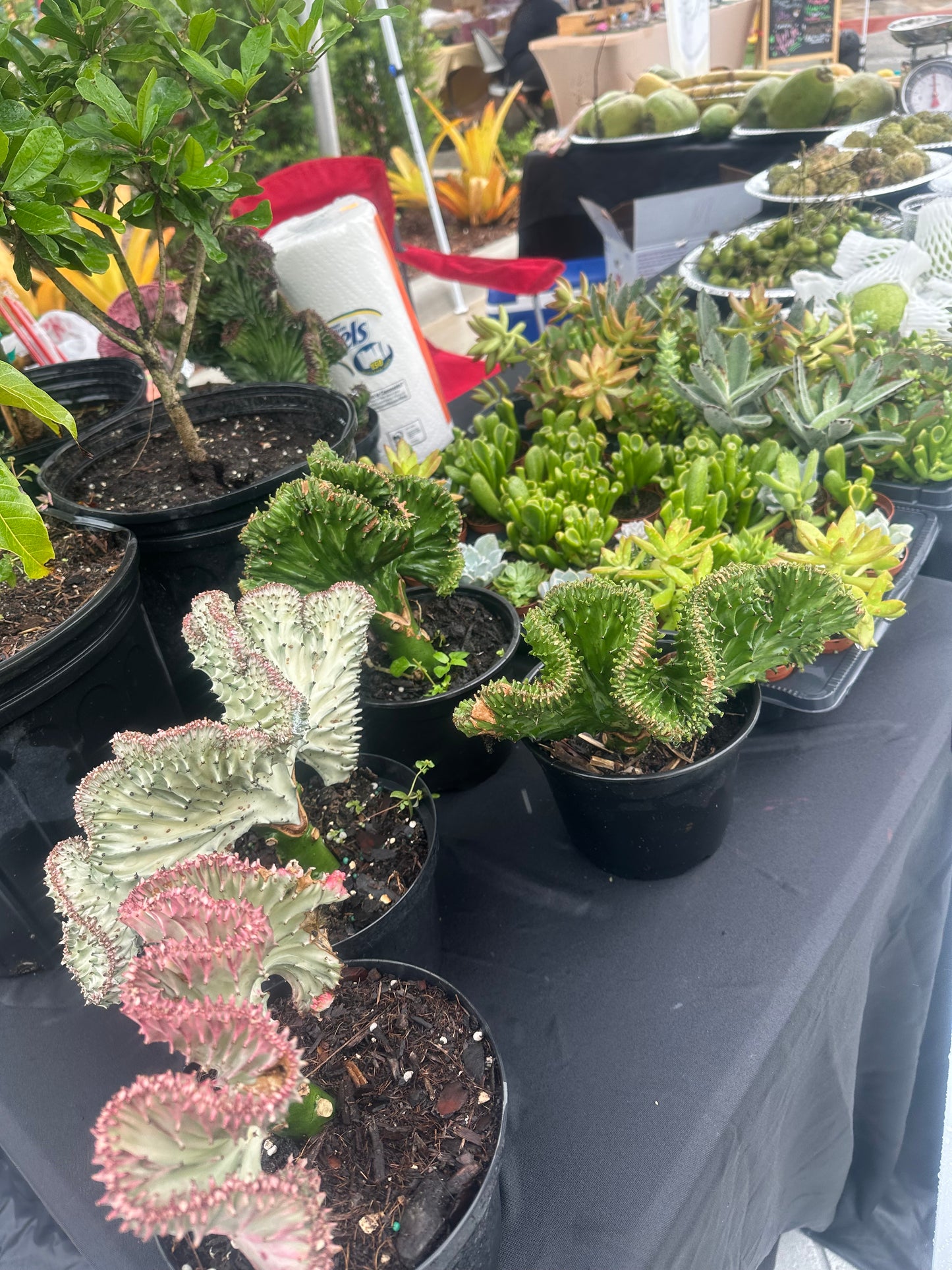 Coral cactus variegated