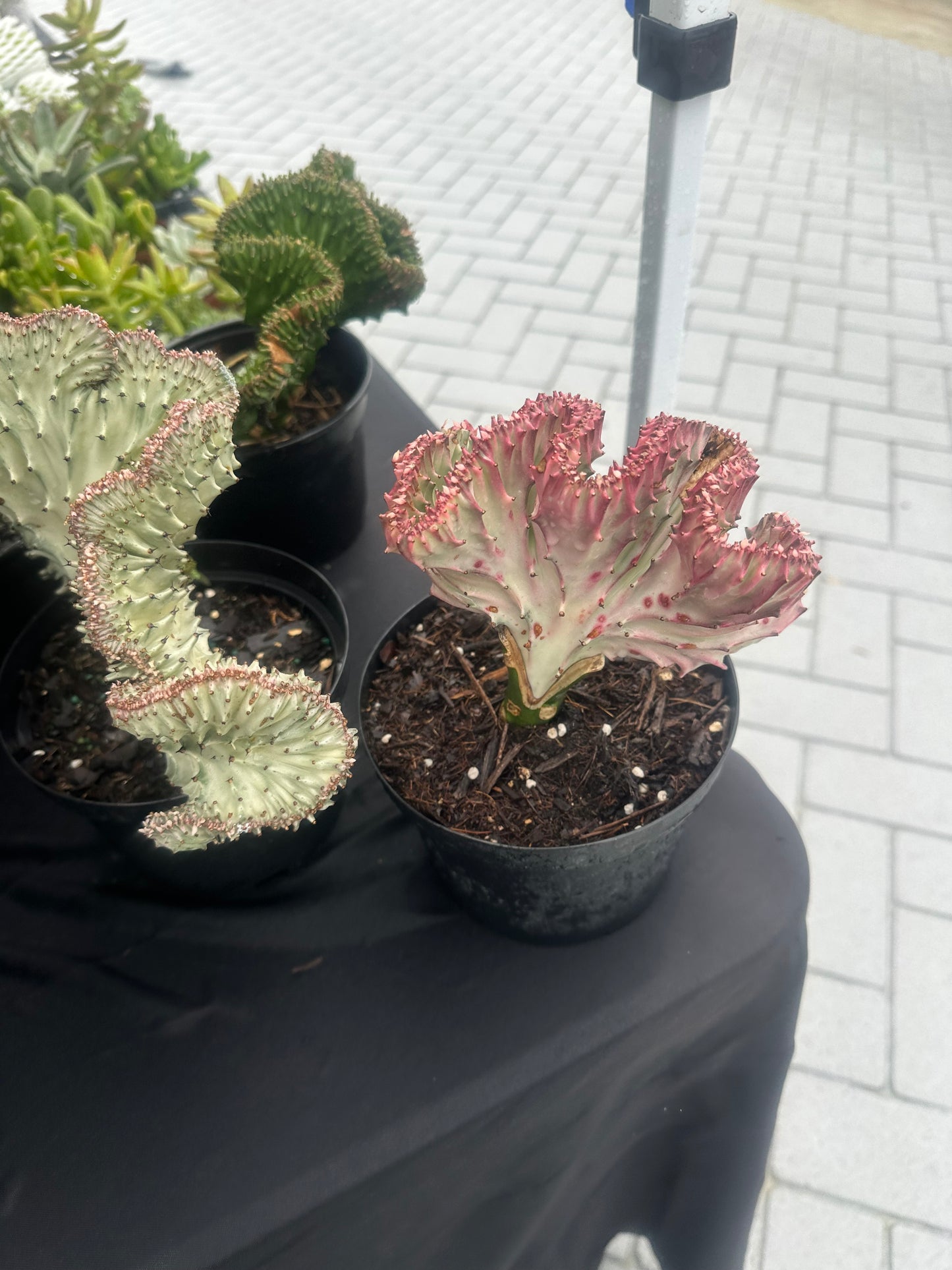 Coral cactus variegated