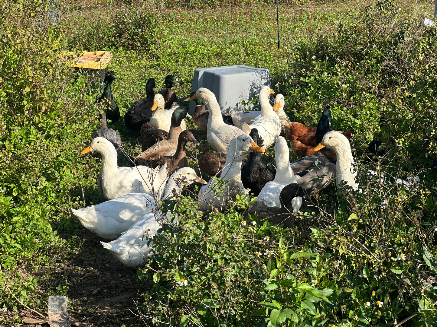 πΏπ Farm Tour at Glamorous Acres Farm β A Fun & Interactive Experience! ππΈ