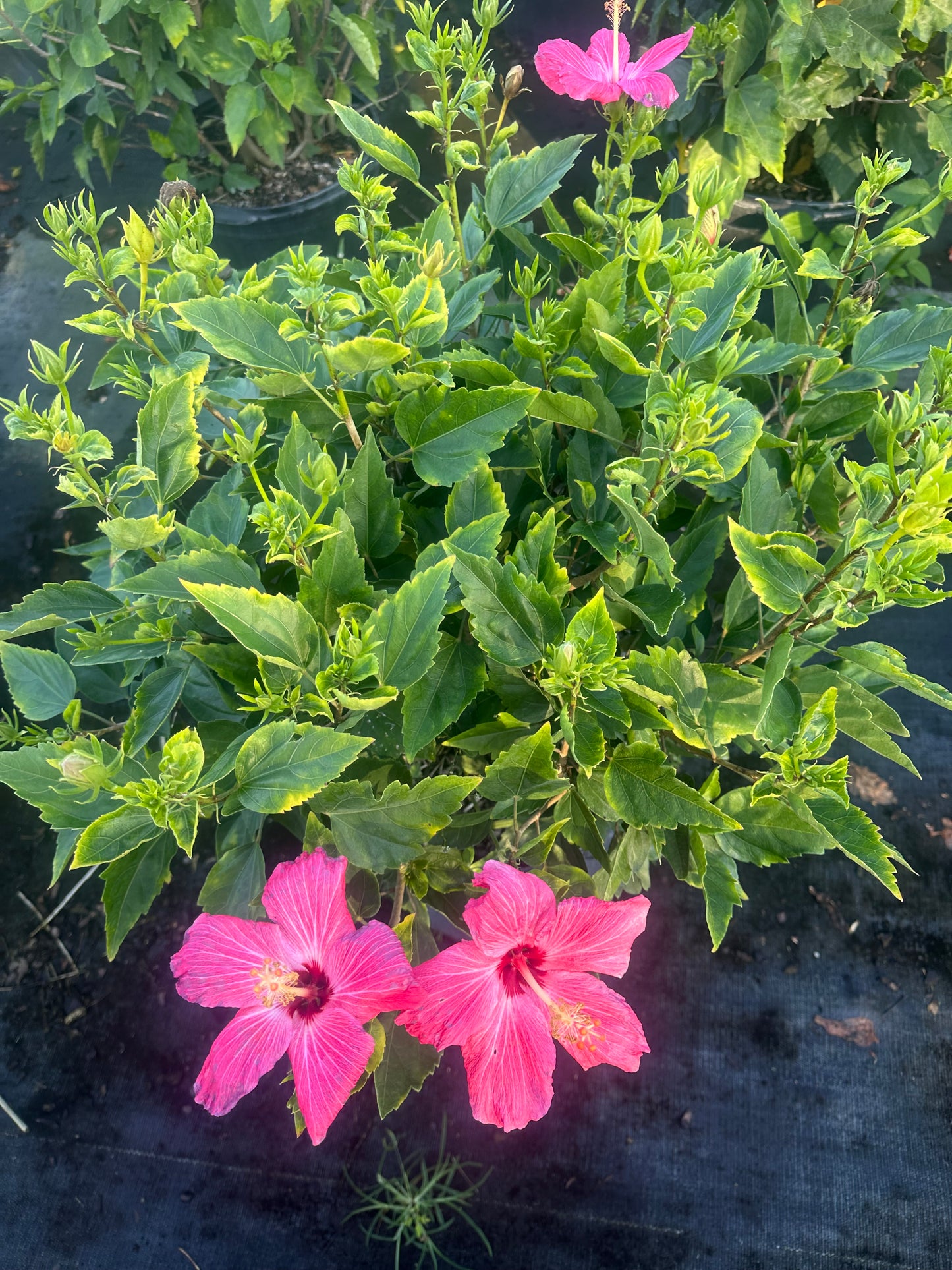 Pretty pink