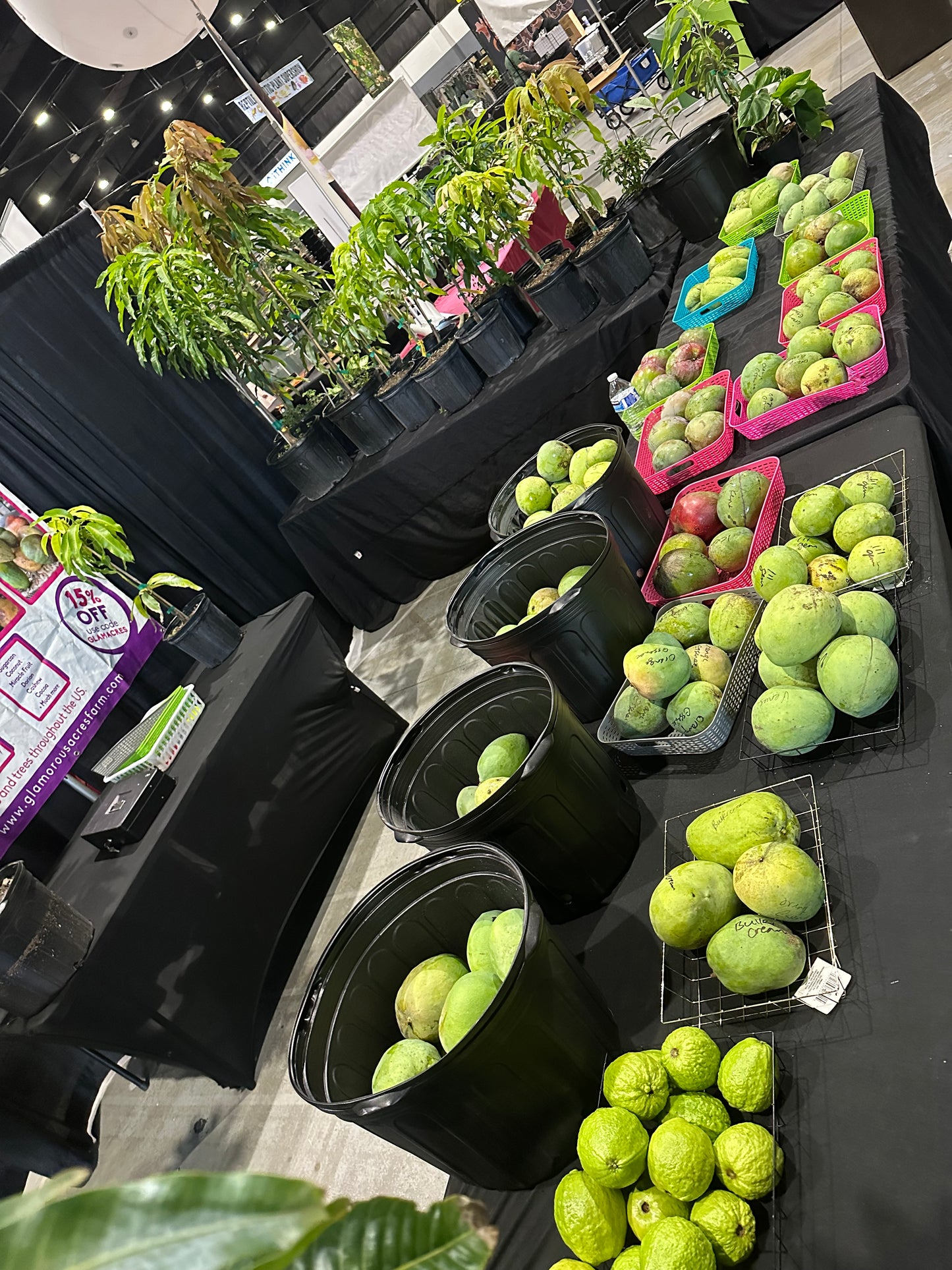 Venus mango box (fruit)