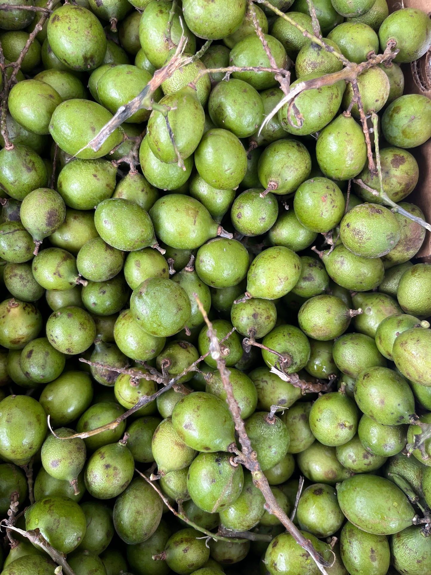 Kennips/guineps/guinepa/spanish lime / mamoncillio
