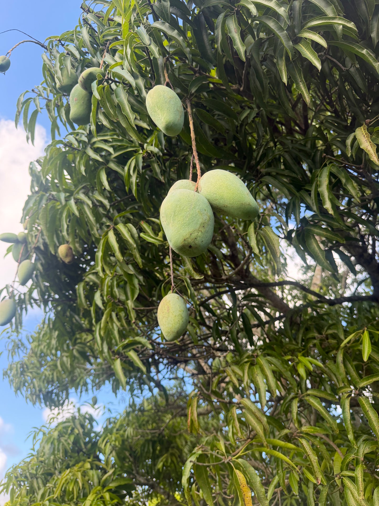 Nam doc Mai MANGOES ✨🥭 box