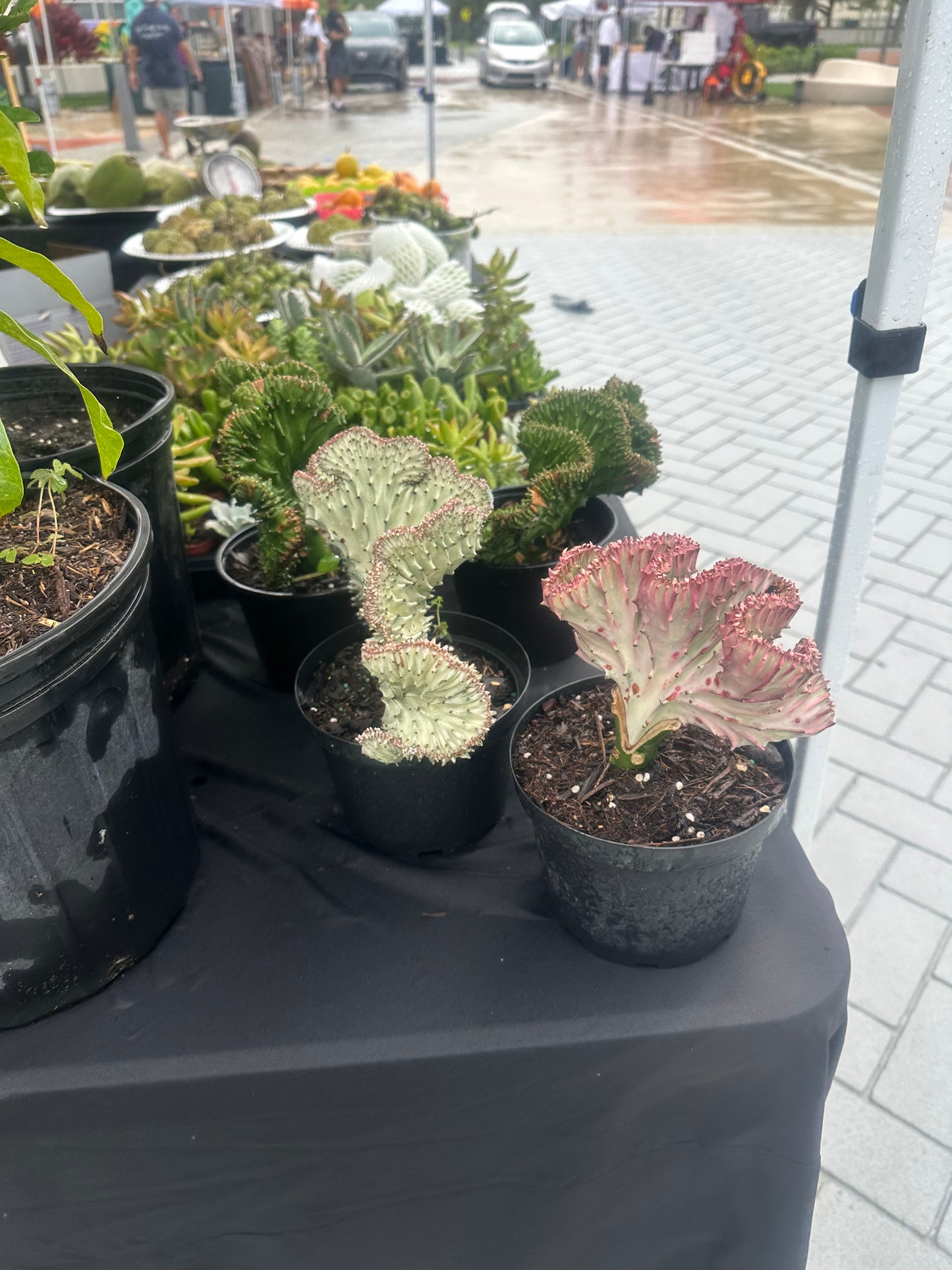 Coral cactus variegated