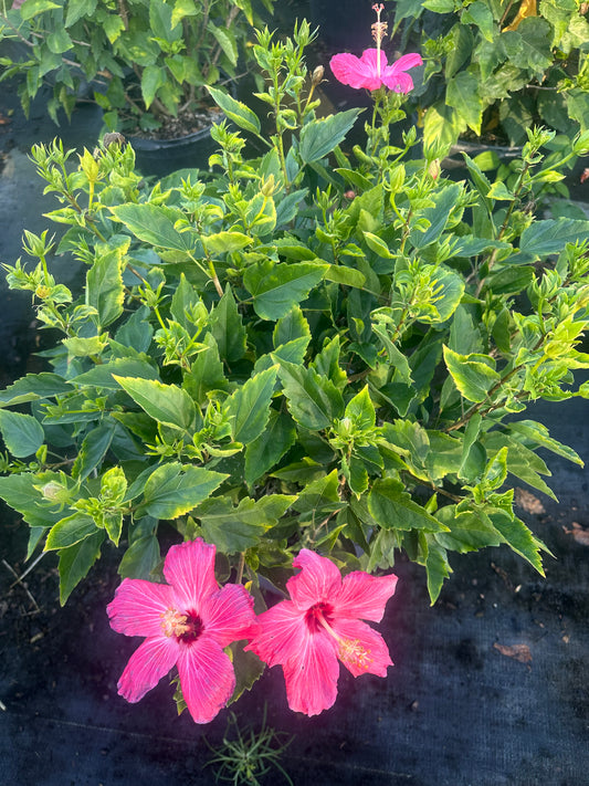 Pretty pink