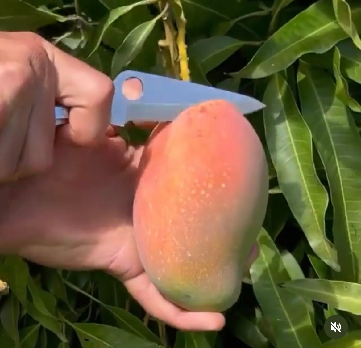 East Indian mango now shipping