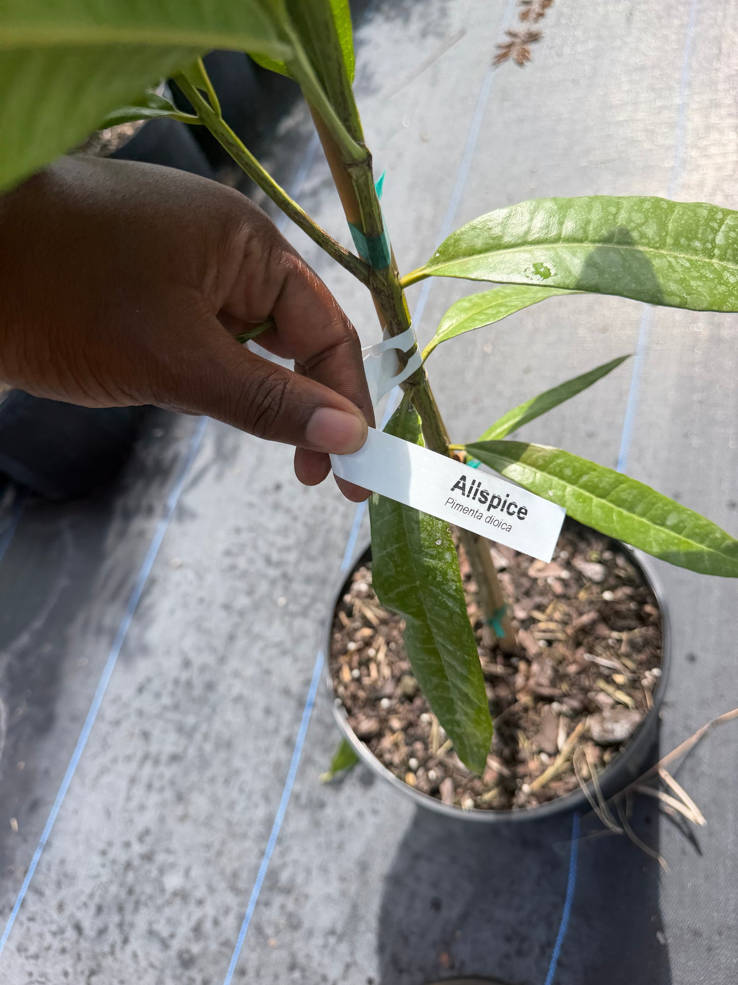 Pimento tree