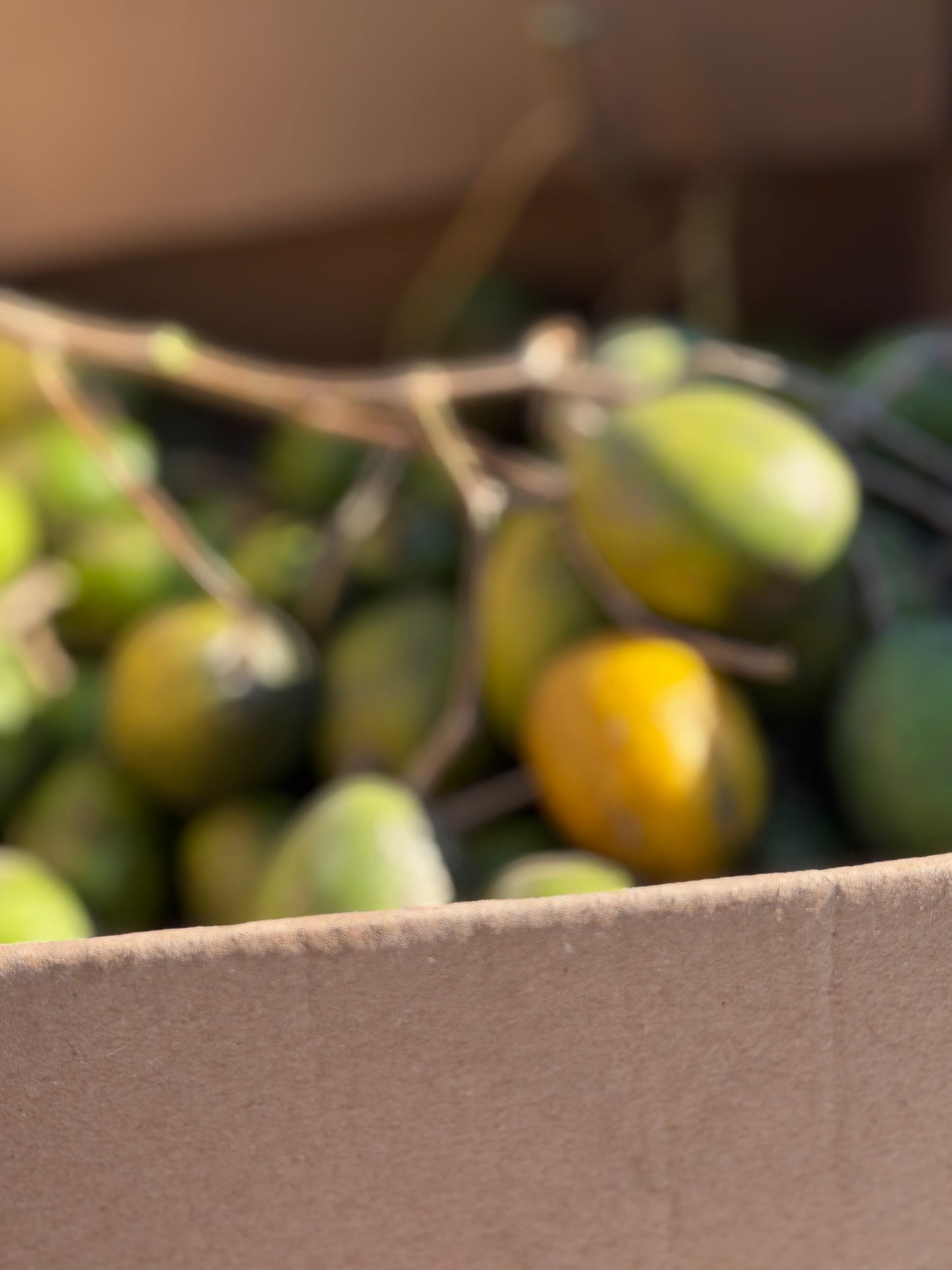June Plum/ Pomsitere (fruit not the tree)
