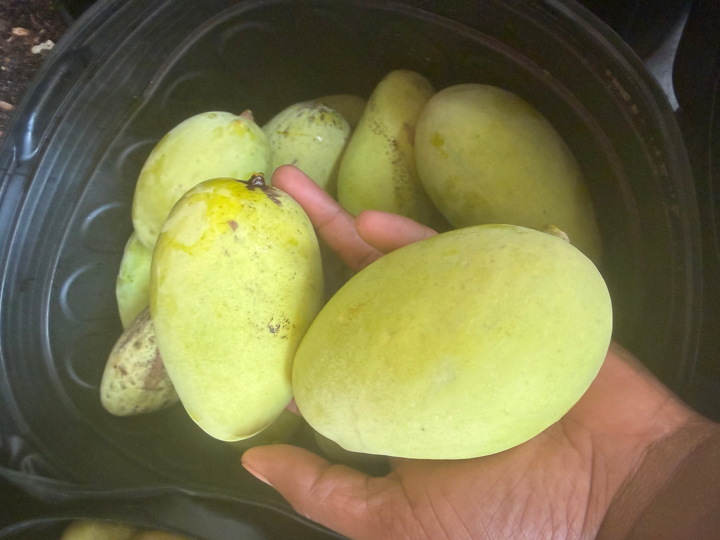 Orange sherbert mango box (fruit)