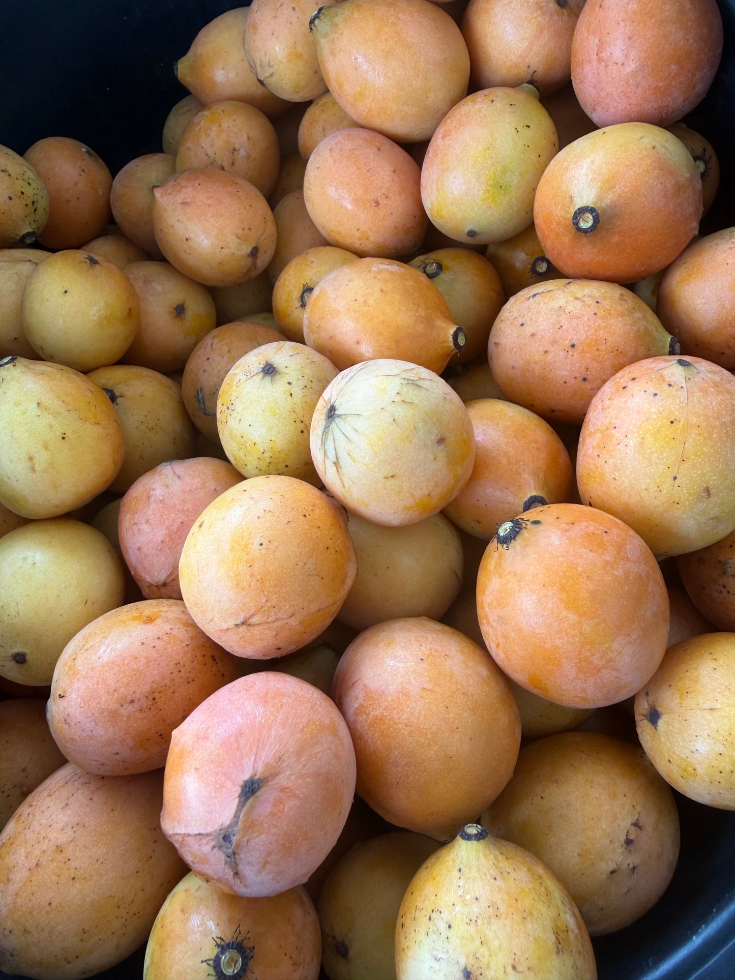 Achacha fruit