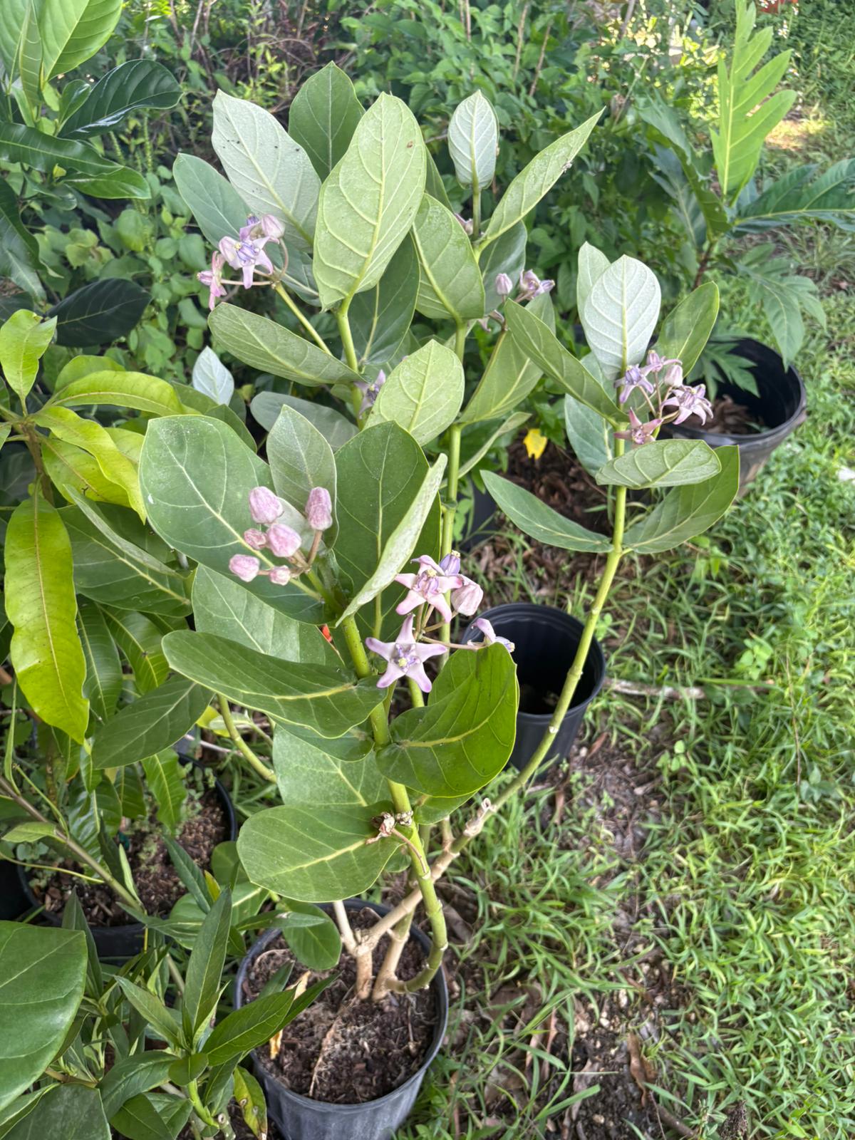 Giant milkweed butterfly loving plant