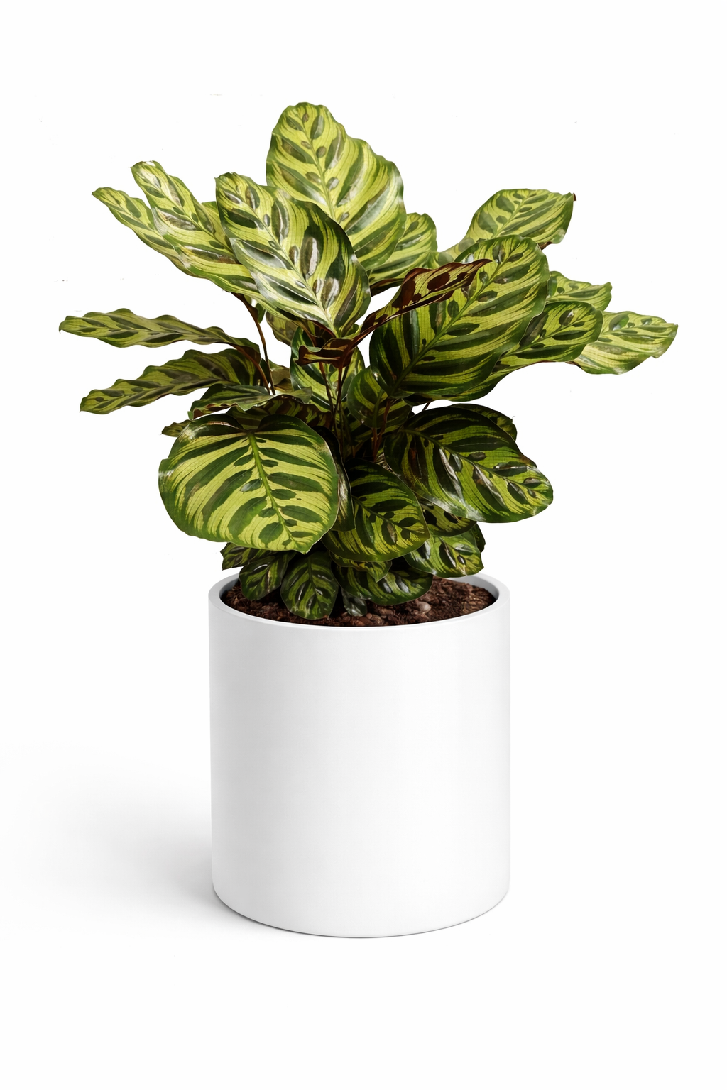 Peacock Plant (Calathea makoyana) 🌿✨house plant