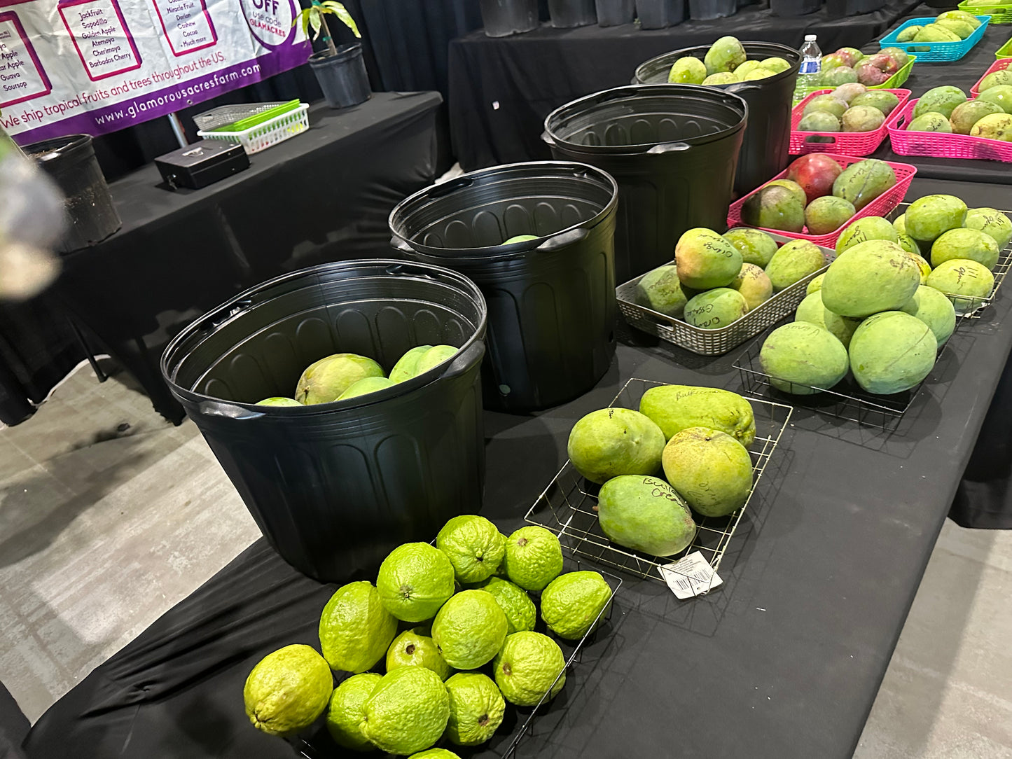 Venus mango box (fruit)