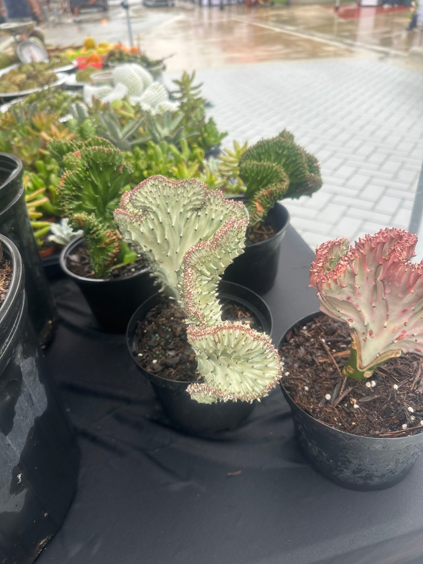 Coral cactus  (green &white)