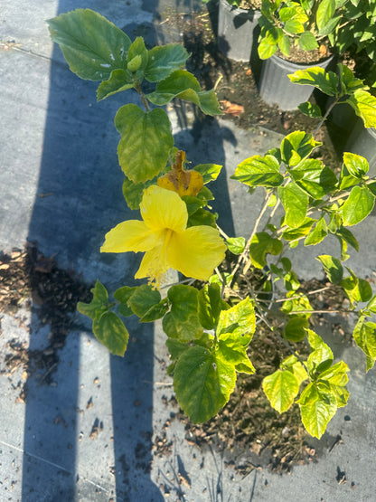 Golden yellow   hibiscus