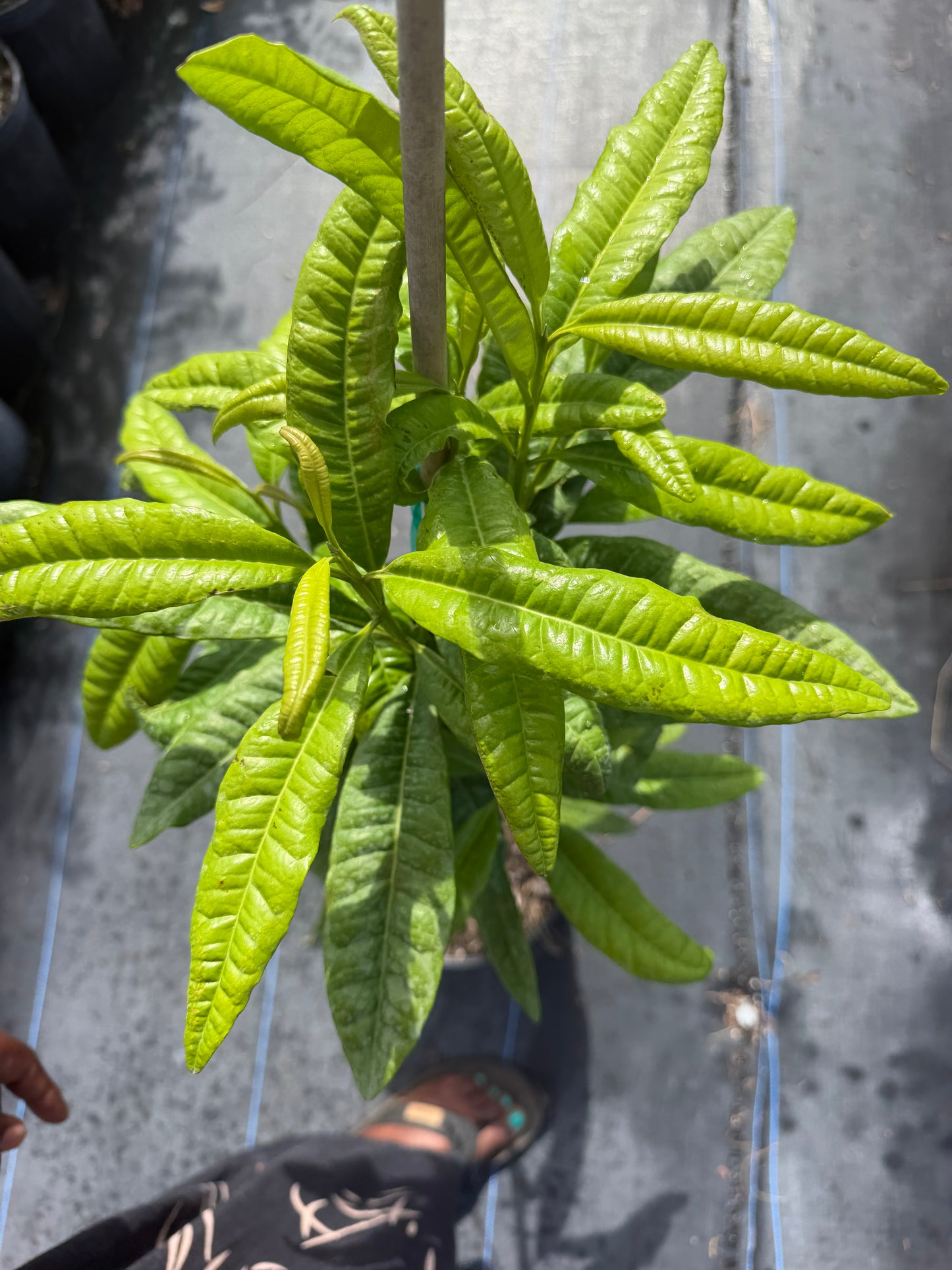 Pimento tree
