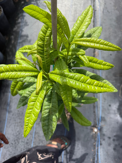 Pimento tree