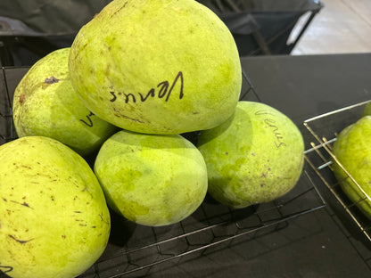 Venus mango box (fruit)