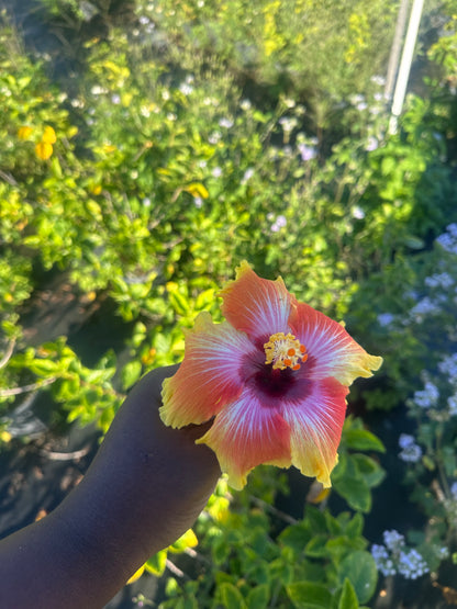 Yellow hibiscus x