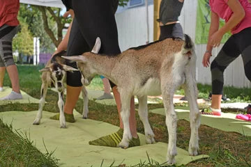 Goat yoga