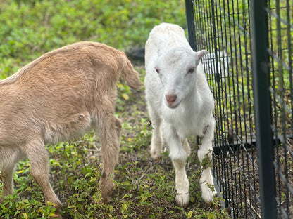 Kids petting zoo birthday party