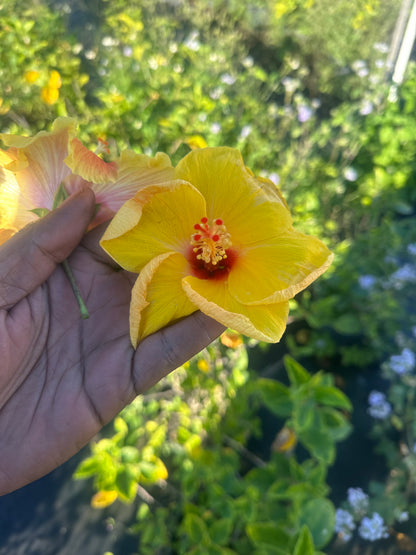 Yellow hibiscus