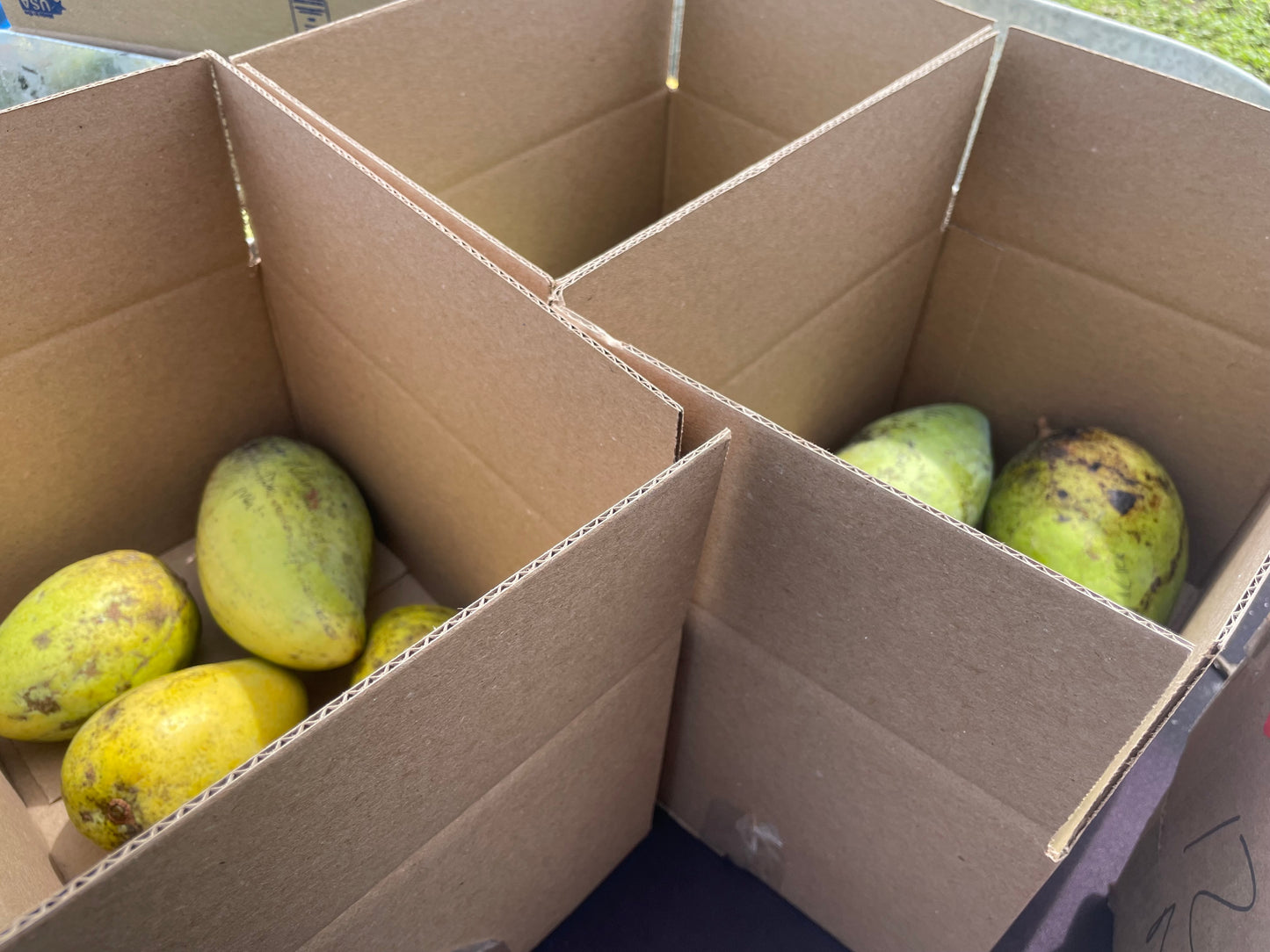 Mixed Variety Mango box