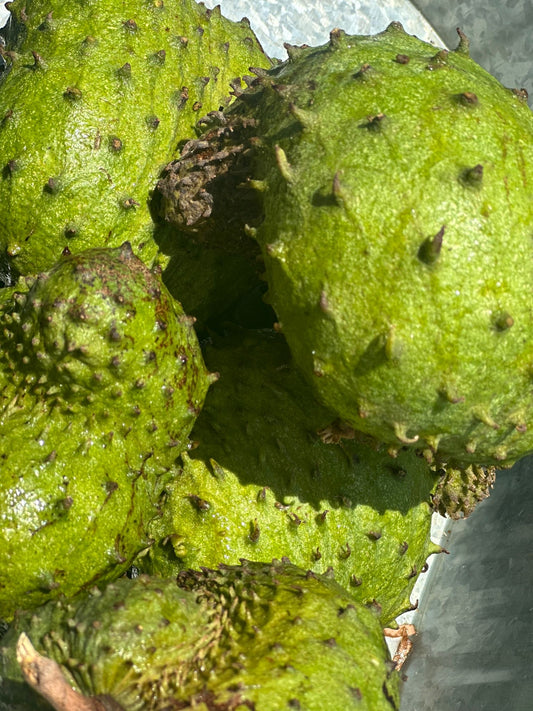 Sour sop/sweet sop Fruit box