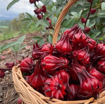 Sorrell| roselle| cranberry hibiscus with seeds