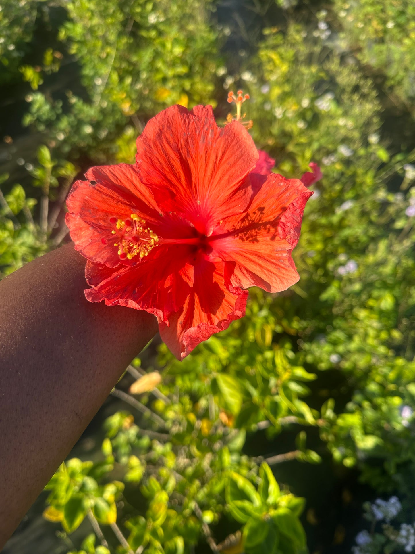 Orange  hibiscus