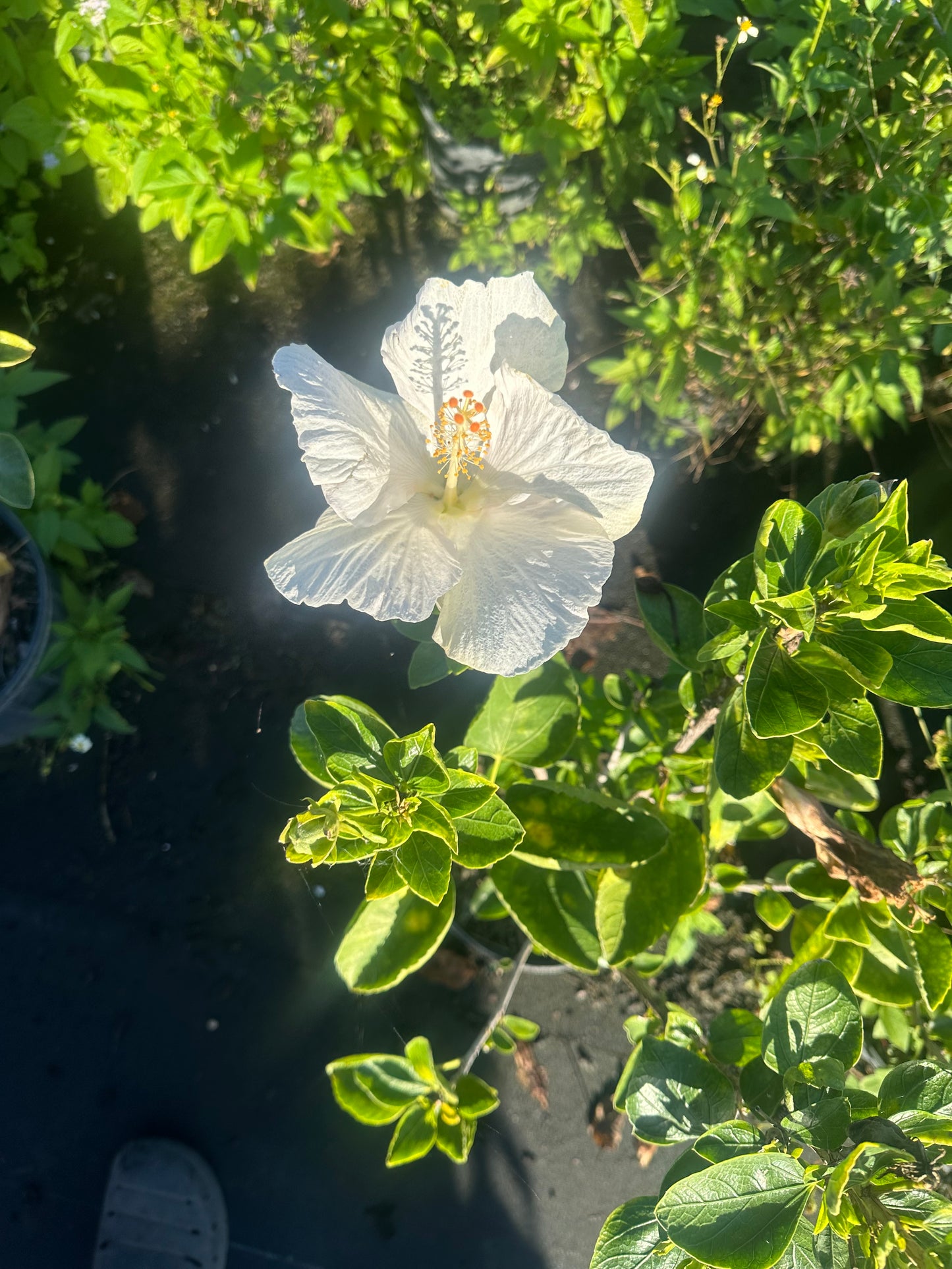 White hibiscus