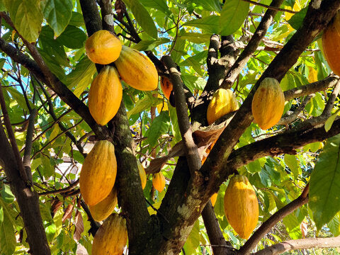 Cocoa tree