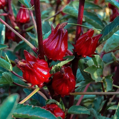 Sorrell| roselle| cranberry hibiscus with seeds