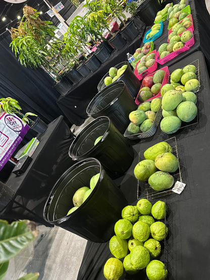 Venus mango box (fruit)