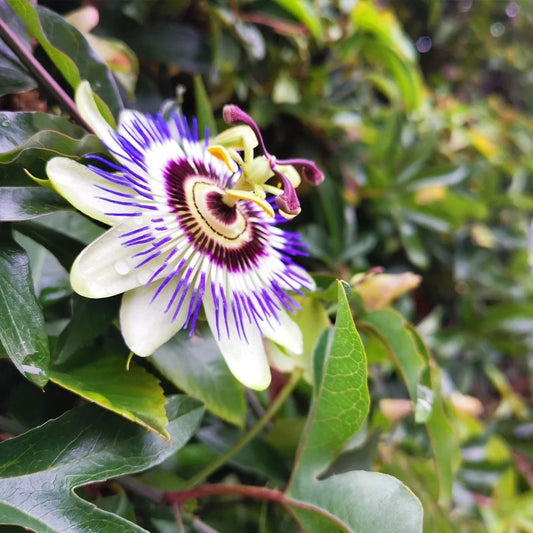 Passion fruit plant