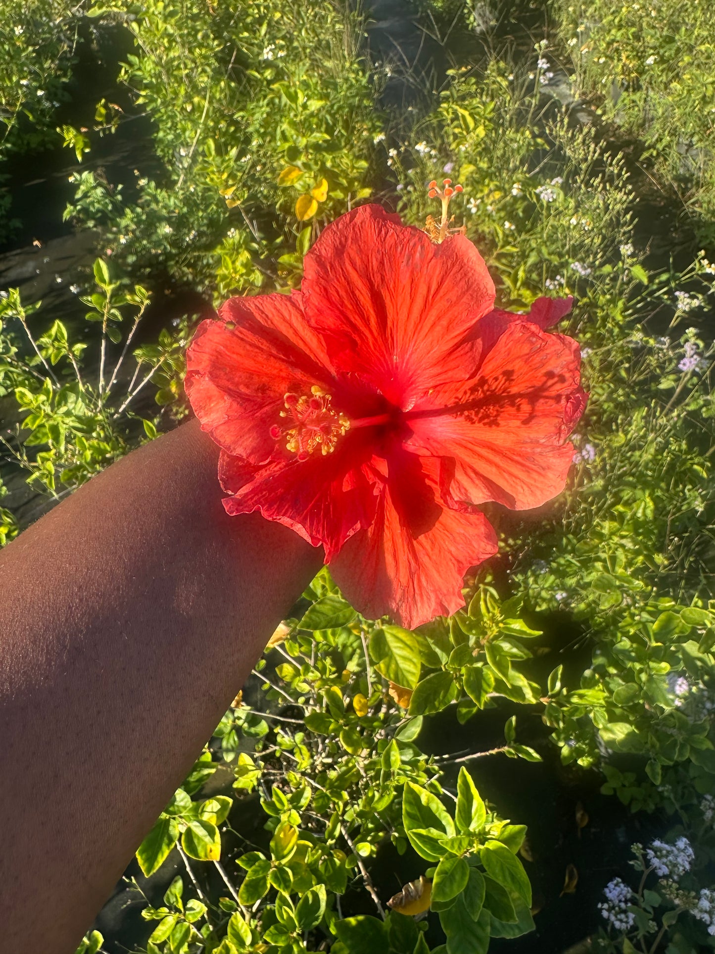 Orange  hibiscus