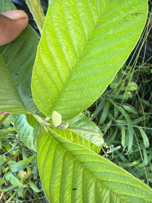 Guava leaves