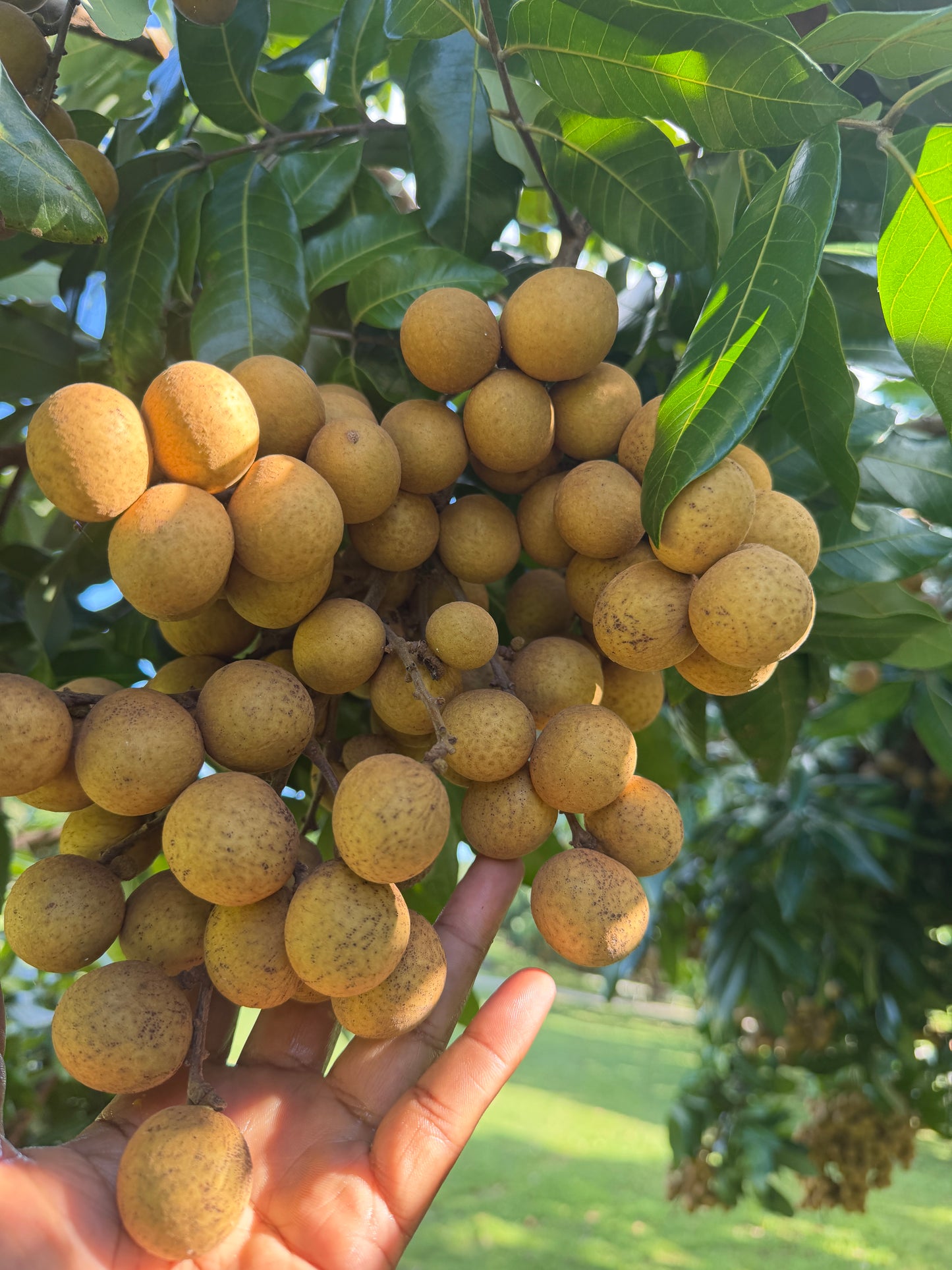 Fresh Longan Fruit – Dragon Eye / Nhãn / Long Yan