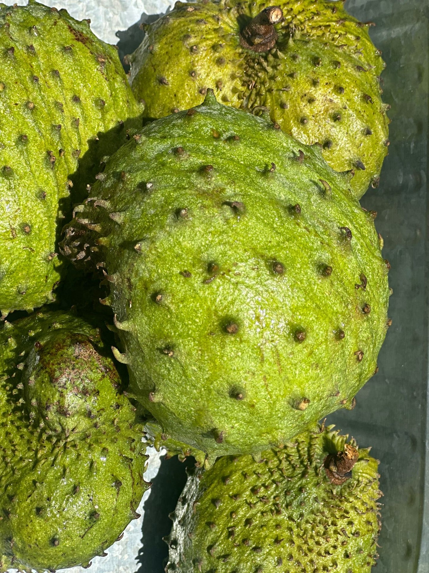 Sour sop/sweet sop Fruit box