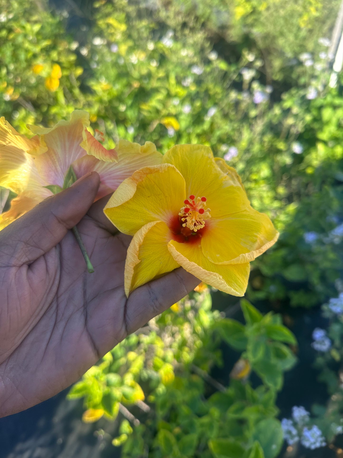 Yellow hibiscus