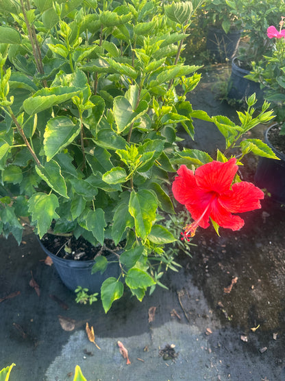 Red hibiscus